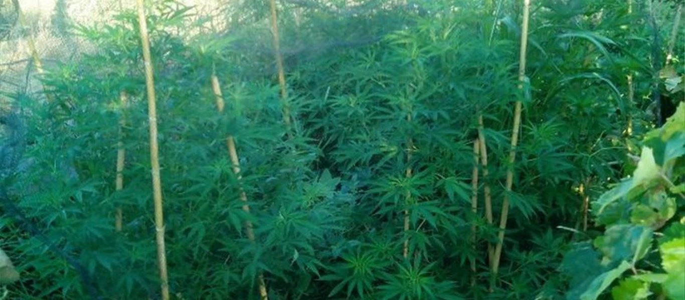 Ρέθυμνο: Εντοπίστηκε και κατασχέθηκε από τις Αρχές φυτεία κάνναβης